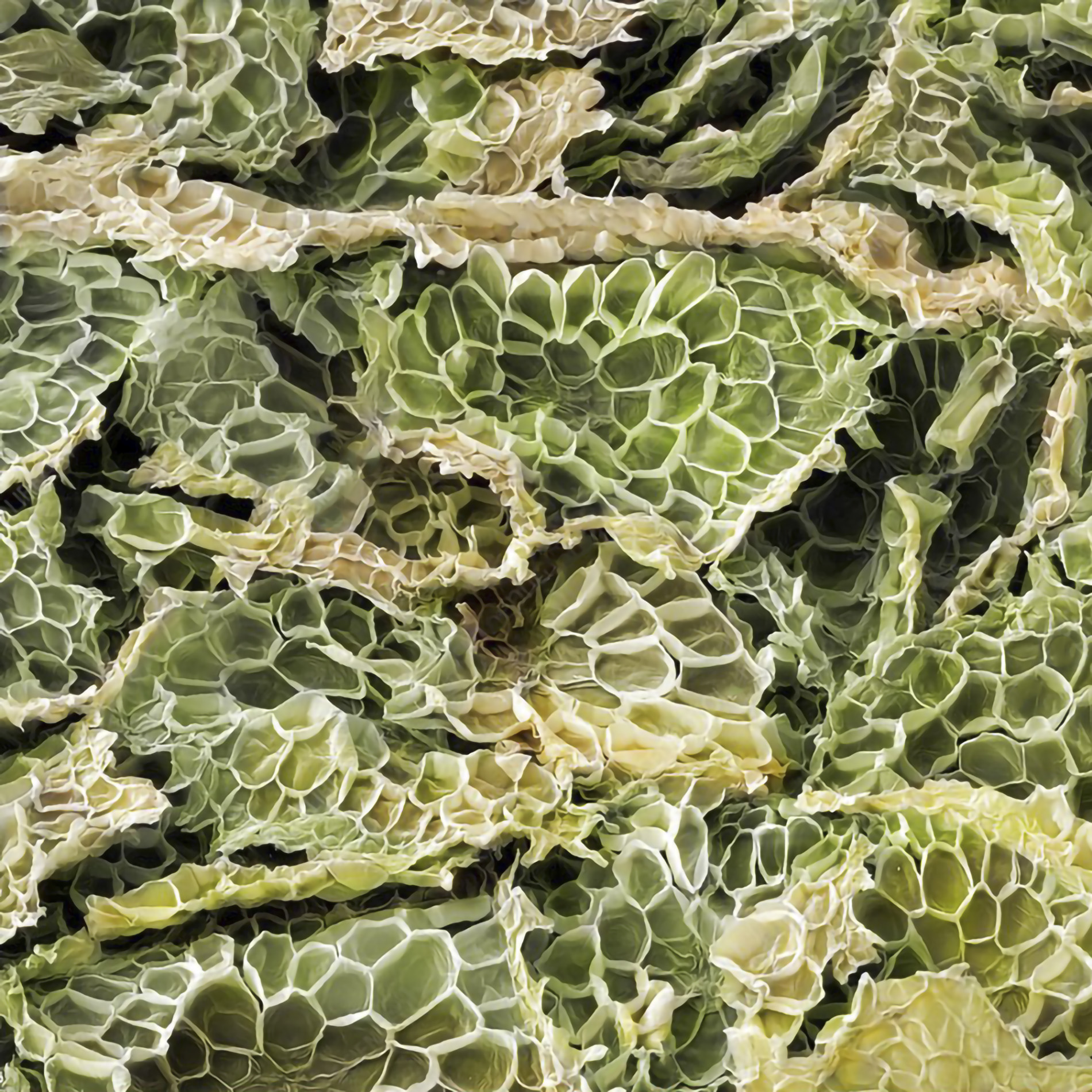 Pineapple leaf fibres